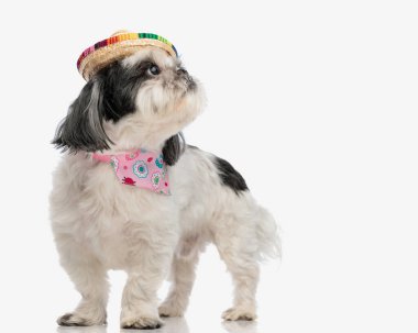 Hevesli shih tzu sombrero ve bandana giyer, izole arka planda dikilirken yan yana bakar.