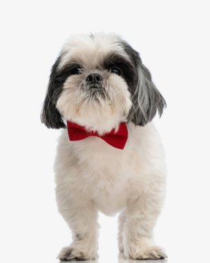 Kibar shih tzu kırmızı papyon takıyor ve arka planda duruyor.