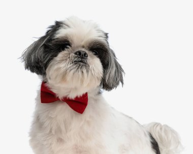 Beyaz arka planda dikilirken kırmızı papyon takan şık shih tzu 'yu kapat.
