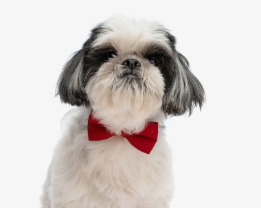 Kırmızı papyonlu beyefendi Shih Tzu 'nun izole edilmiş arka planda oturduğu yakın plan.