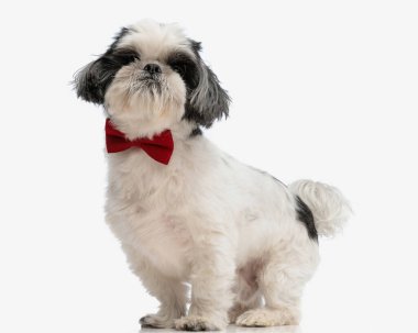 Yalıtılmış arka planda dururken kırmızı papyon takan şık shih tzu 'nun kenar görüntüsü
