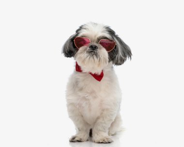 Sevgililer Günü 'nde güneş gözlüğü takan beyefendi Shih Tzu izole arka planda oturuyordu.