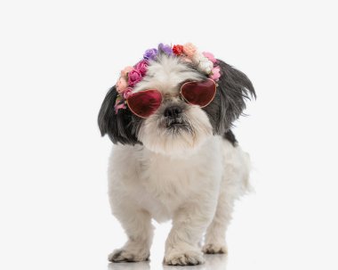 Şirin shih tzu çiçekli saç bandı takıyor ve güneş gözlüğünü seviyor yalnız beyaz arka planda dururken