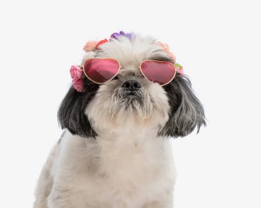 Çiçek takan sevimli shih tzu portresi. Saç bandı ve kalp sembolü olan güneş gözlüğü. Beyaz arka plana bakarken.