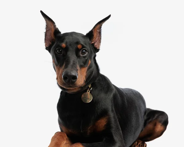 Close Adorable Dobermann Wearing Collar Resting Isolated Background — Stock Photo, Image