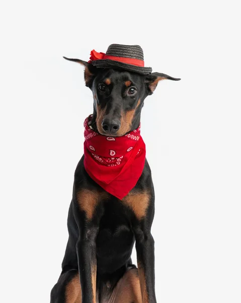 Elegante Dobermann Con Sombrero Negro Bandana Roja Sobre Fondo Blanco —  Fotos de Stock