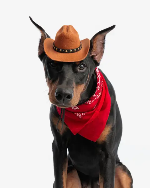 Close Bonito Dobermann Vestindo Chapéu Cowboy Enquanto Sentado Fundo Isolado — Fotografia de Stock