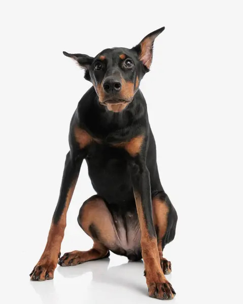Adorable Doberman Pinscher Sitting Isolated White Background — Stock Photo, Image