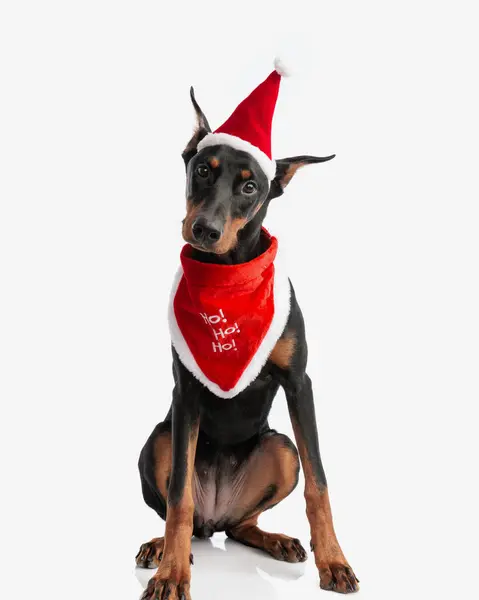 Adorable Santa Dobermann Assis Tout Portant Chapeau Rouge Bandana Sur — Photo