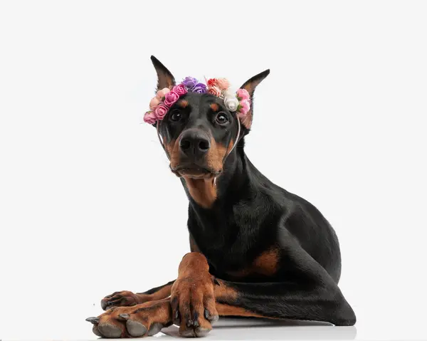 Rozkošný Dobermann Sobě Květiny Čelenka Odpočívá Bílém Pozadí — Stock fotografie