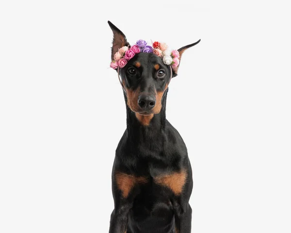 Closeup Cute Doberman Pinscher Wearing Flowers Headband While Sitting Isolated — Stock Photo, Image