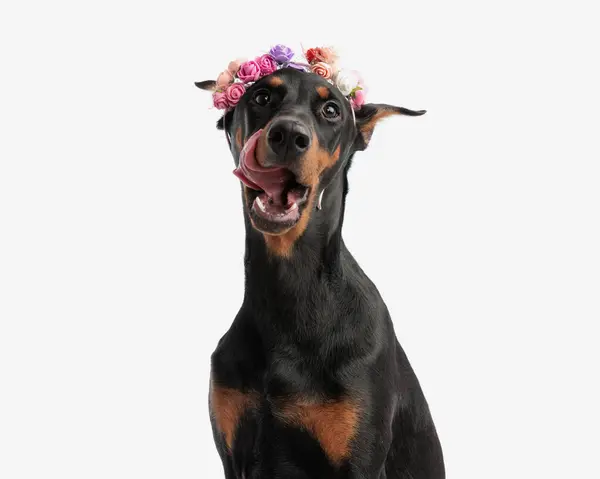 Closeup Adorable Dobermann Licking Its Nose While Sitting White Background — Stock Photo, Image
