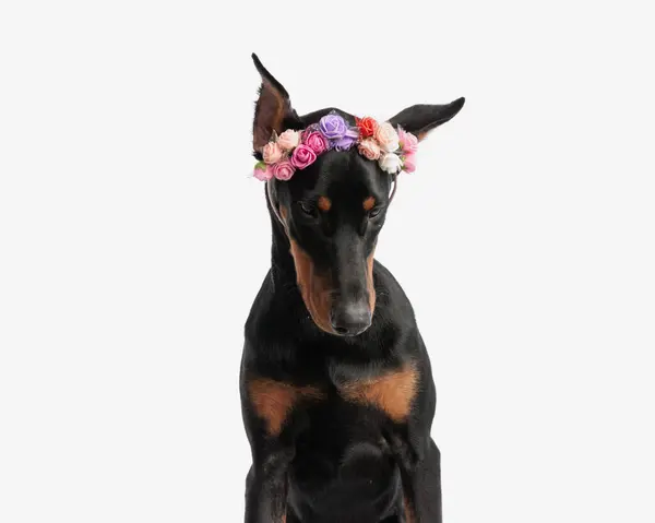 Curioso Dobermann Vestindo Flores Headband Olhando Para Baixo Enquanto Sentado — Fotografia de Stock