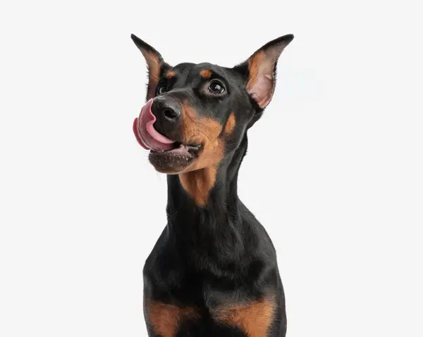 Closeup Hungry Dobermann Licking Its Nose Looking Side While Sitting — Stock Photo, Image