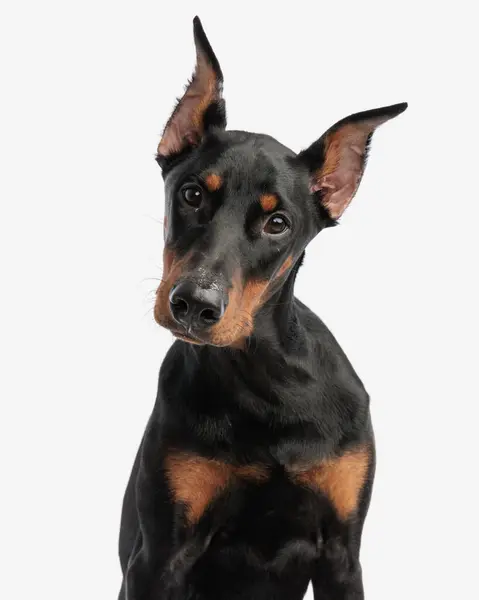 Şirin Dobermann Beyaz Arka Planda Başını Yana Yaslarken Yavru Köpek — Stok fotoğraf