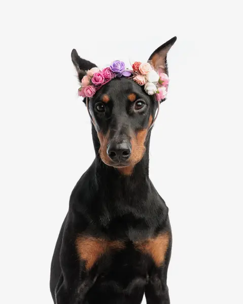 Primer Plano Adorable Dobermann Con Diadema Flores Mientras Está Sentado —  Fotos de Stock
