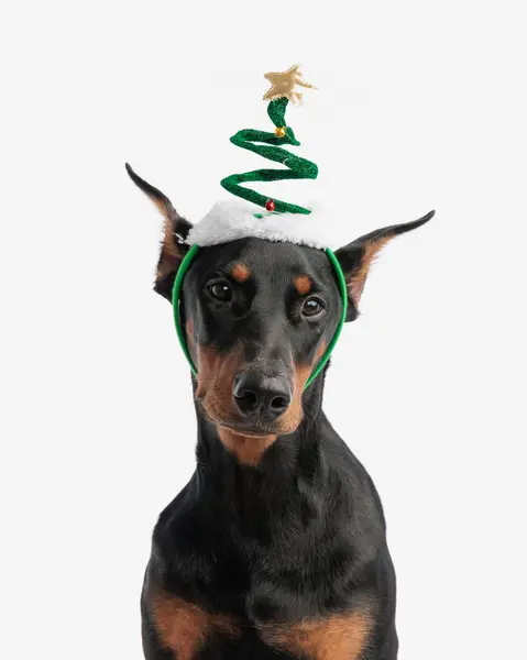 Lindo Dobermann Con Sombrero Árbol Navidad Mientras Mira Hacia Abajo — Foto de Stock
