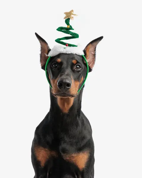 Portrét Roztomilé Dobermann Sobě Zelené Vánoční Stromek Kostým Při Sezení — Stock fotografie