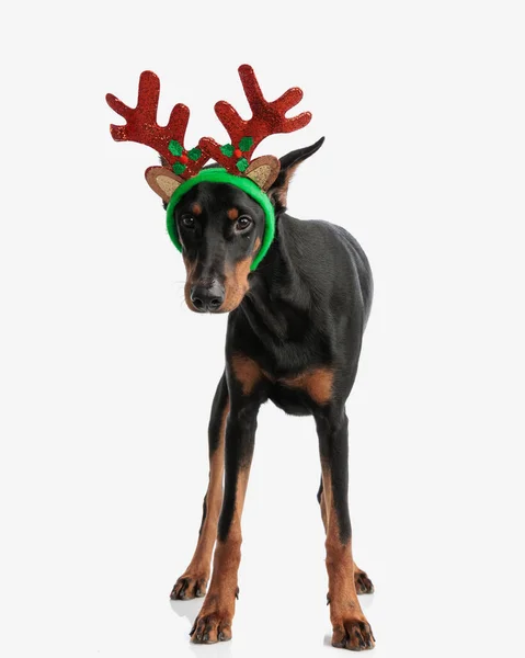 Adorable Dobermann Wearing Red Green Antlers Headband While Standing Isolated — Stock Photo, Image