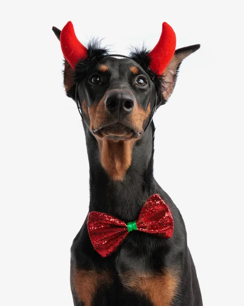 Gentleman Dobermann Wearing Devil Horns Costume White Background Portrait Picture — Stock Photo, Image