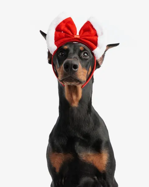 Beyaz Arka Planda Otururken Kırmızı Noel Süslemesi Takan Sevimli Dobermann — Stok fotoğraf