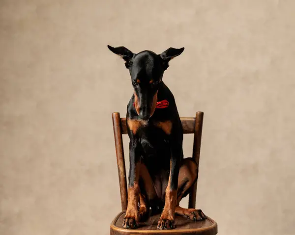 Gentleman Dobermann Sitting Chair Looking Light Brown Background — Stock Photo, Image