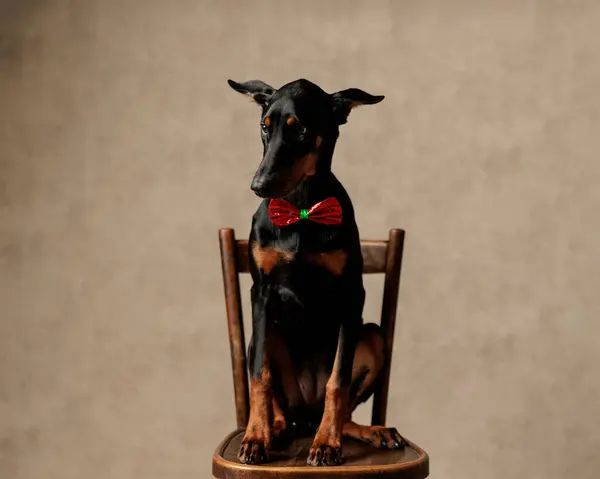 Elegante Dobermann Con Corbata Roja Sentado Silla Mirando Hacia Abajo — Foto de Stock