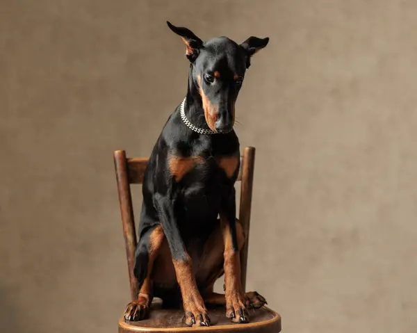 Tapılası Dobermann Tasmasını Takıyor Sandalyeye Oturuyor Kahverengi Arka Plana Bakıyor — Stok fotoğraf