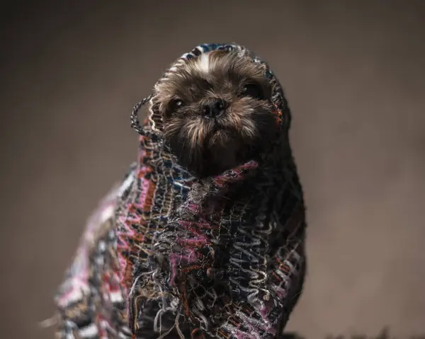 Pequeno Cão Shih Tzu Sonolento Vestindo Manta Quente Malha Seu — Fotografia de Stock