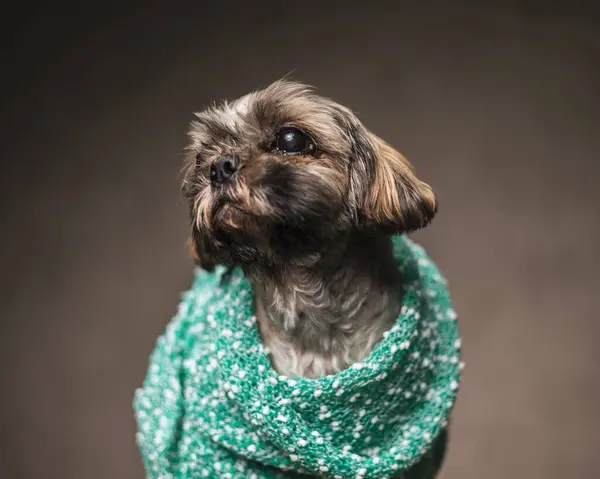 Маленькая Собака Покрытая Зеленым Вязаным Теплым Одеялом Смотрящая Сторону Перед — стоковое фото