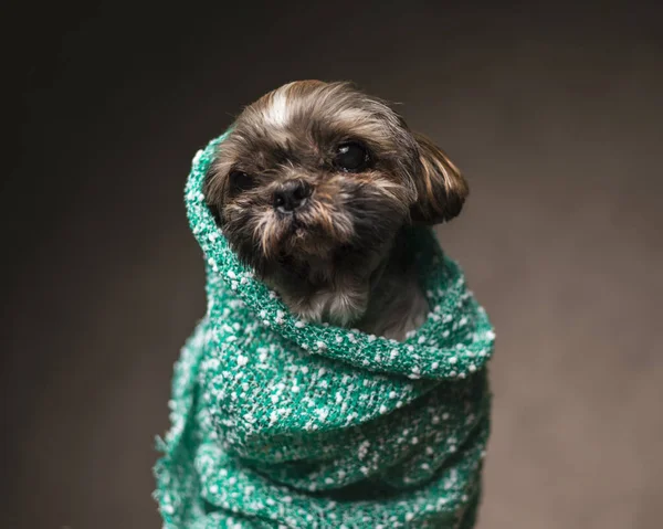 緑の毛布に覆われている愛らしいシシュ豆の犬の写真は 茶色の背景に座って離れて見ています — ストック写真
