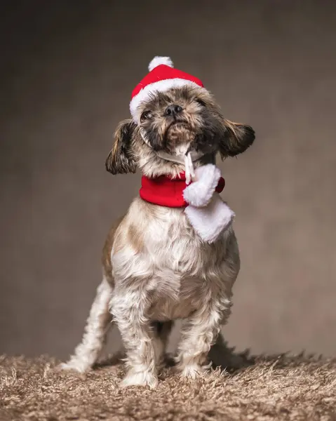 Curious Small Shih Tzu Puppy Red Christmas Hat Scarf Looking — Stock Photo, Image