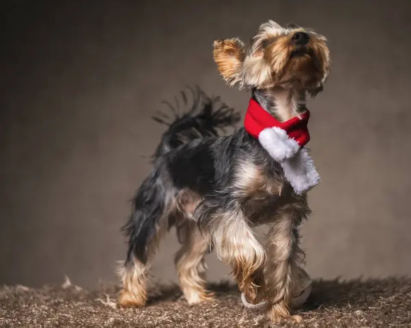 Gorliwy Mały Yorkshire Terrier Pies Chustą Świąteczną Patrząc Górę Czekając — Zdjęcie stockowe