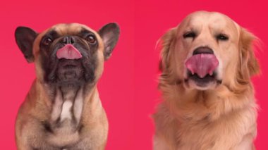 Labrador Retriever ve buldog köpeğinin burun yalayıp kırmızı arka planda oturduğu video kolajı.