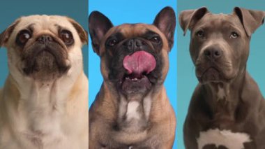 Pug, Fransız bulldog ve Amstaff köpek yavrularından oluşan video kolajı merak uyandırıyor, oturuyor ve mavi arkaplanın önüne bakıyor.