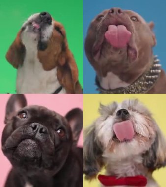 Farklı tipte köpek yavrularının açgözlü olmaları ve renkli arka planda şeffaf cam yalamaları.