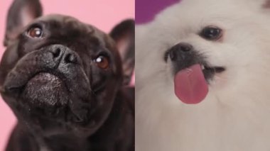 tapılası iki köpek yavrusu dillerini çıkarıp şeffaf camları yalayarak pembe arka planda açgözlü bir şekilde ilerliyorlar.