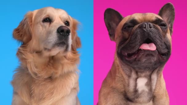 Grappig Twee Hebzuchtige Puppies Steken Uit Tong Hijgen Likken Neus — Stockvideo