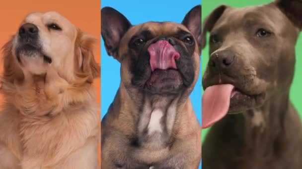 Montaż Różnych Typów Uroczych Zwierząt Wystających Języka Chciwych Liżących Nos — Wideo stockowe
