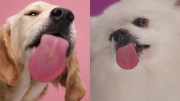かわいい小さなゴールデンレトリーバーとポメラニアの子犬は ピンクの背景の前に貪欲な方法で透明なガラスを舐めます — ストック動画