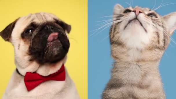 Proyecto Video Elegante Cachorro Pug Con Pajarita Roja Mirando Hacia — Vídeos de Stock