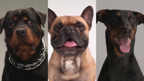 ロットワイラー フランスのブルドッグ ドーベルマン犬のビデオコラージュ 舌を突き出し 灰色の背景にパント — ストック動画
