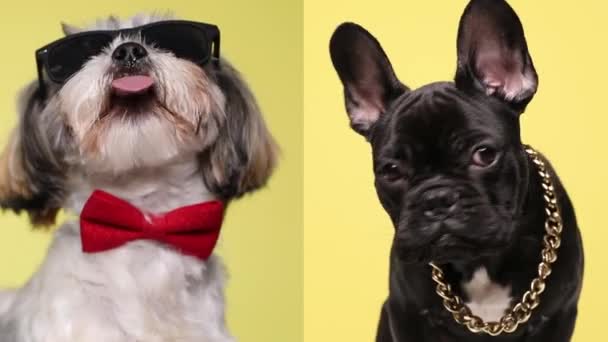 图片集 可爱的法国斗牛犬 戴着眼镜 头戴领带 望着他的邻居 在黄色的背景下舔鼻涕 — 图库视频影像