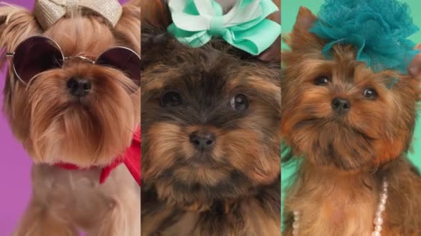 Video Collage Yorkshire Terrier Cani Con Fasce Con Archi Attesa — Video Stock