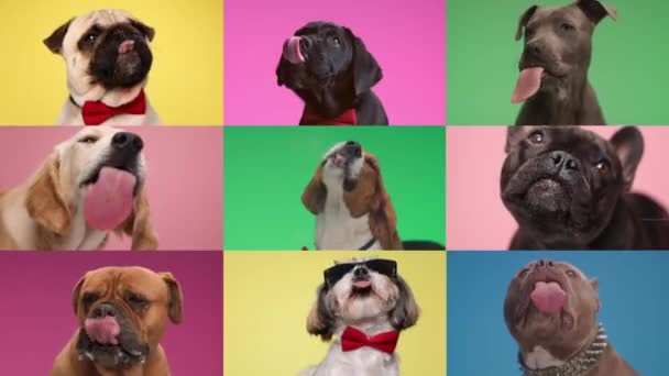 Collage Video Con Perros Pura Raza Siendo Codiciosos Sacando Lengua — Vídeos de Stock