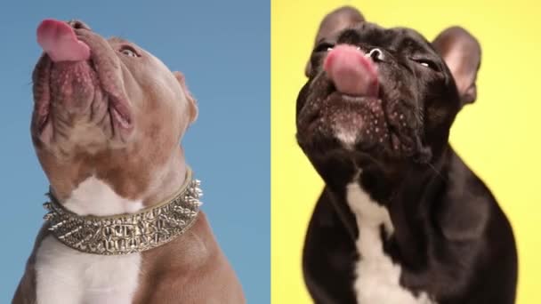 Arreglo Vídeo American Bully Bulldog Francés Tener Hambre Lamer Vidrio — Vídeos de Stock