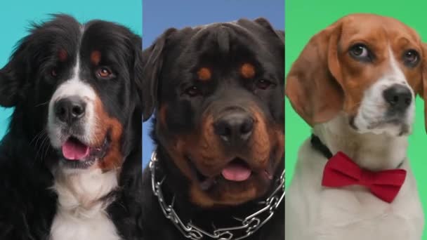 Montage Vidéo Berna Berger Chiots Rottweiler Haletant Attendant Nourriture Côté — Video