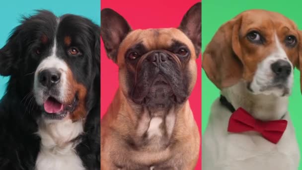Videocollage Von Drei Entzückenden Hunden Die Vor Buntem Hintergrund Geduldig — Stockvideo