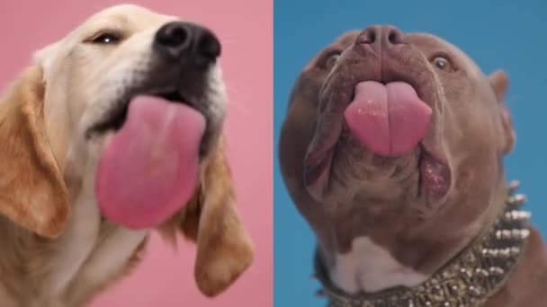 Video Collage Vackra Golden Retriever Och Amerikanska Mobbare Hundar Giriga — Stockvideo