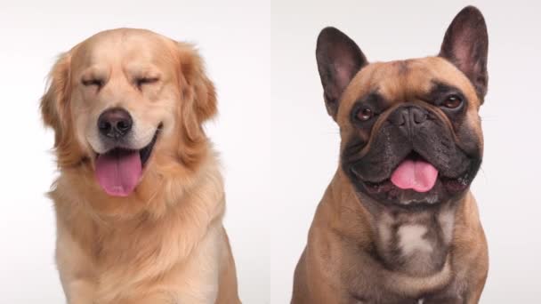 Hermoso Bulldog Francés Cachorro Sentado Lado Amigo Perro Recuperador Oro — Vídeos de Stock